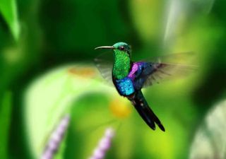 ¿Qué significa que un colibrí se te acerque según las distintas culturas?