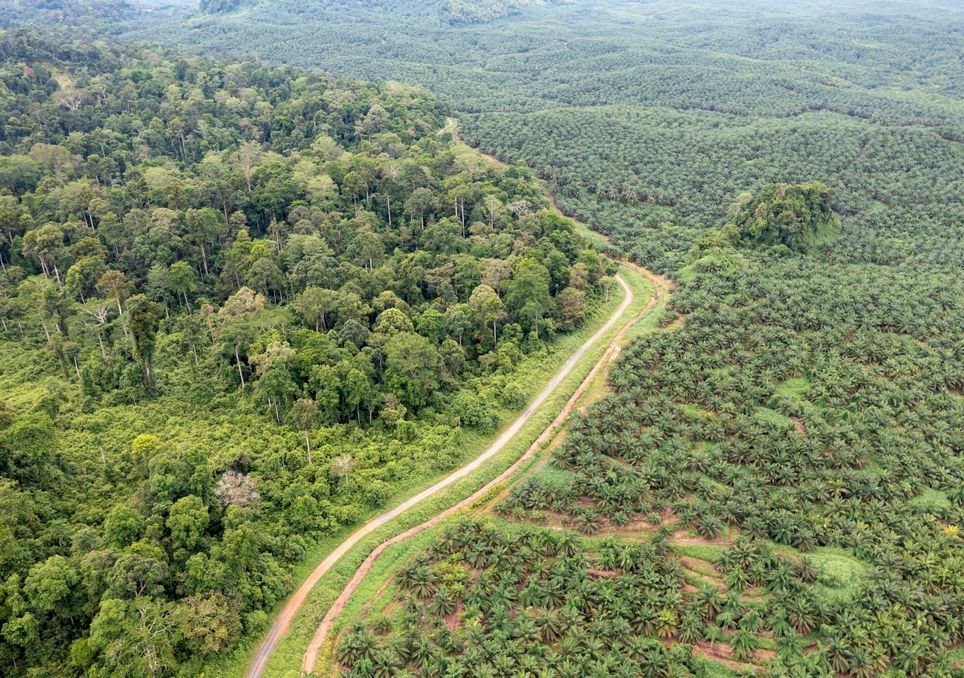 camino plantación aceite palma bosque tropical