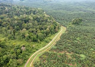 ¿Qué son las 'carreteras fantasma' y por qué atentan cada vez más contra los bosques tropicales en el mundo?