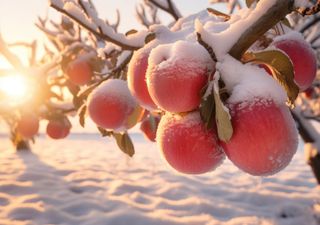 ¿Qué son las 'horas frío' y por qué son tan importantes para ️los árboles frutales?