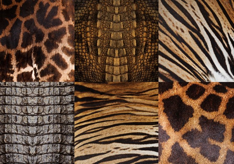 animales, patrones, manchas, rayas animales, patrones, manchas, rayas