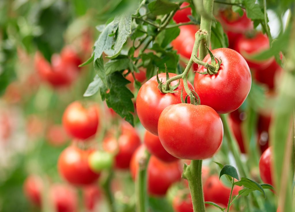 La production de tomates ne sera pas impactée par ces fleurs un peu différentes des autres.