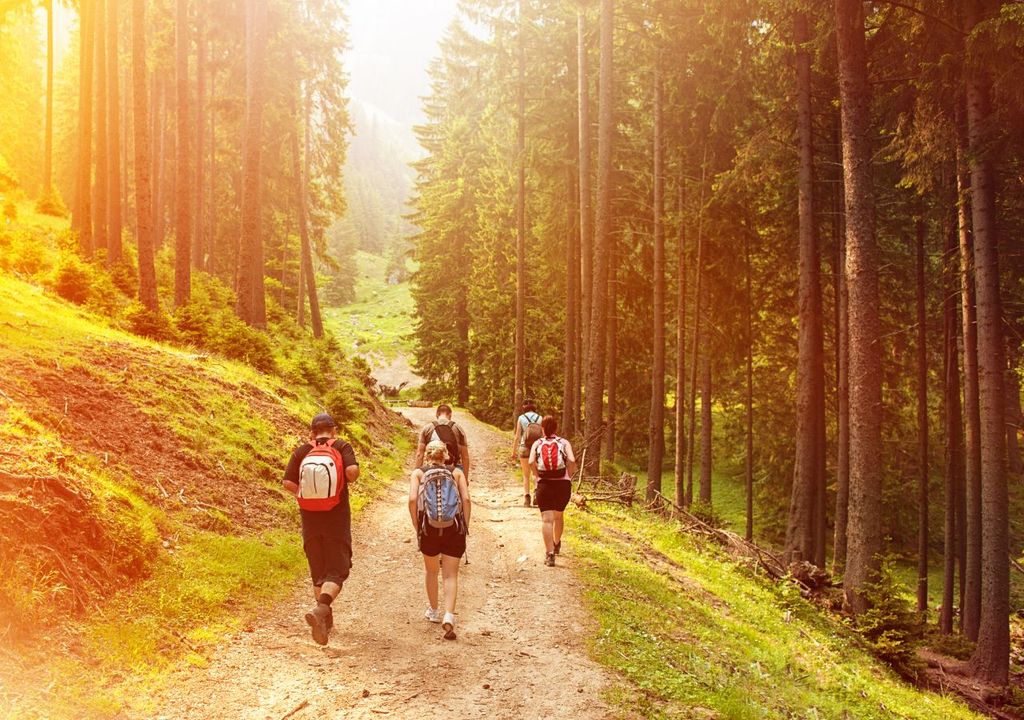 Paseo por el bosque Paseo por el bosque