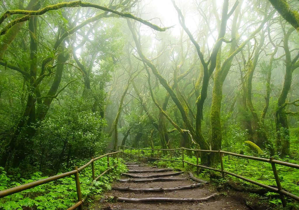 México luce cada ves más verde este verano de 2024