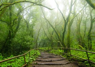 ¿Qué tan lluvioso está siendo este verano de 2024 en México? Cuerpos de agua y bosques los más beneficiados