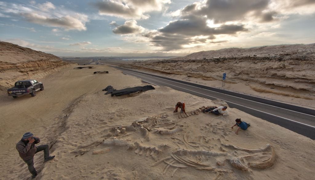 Más de 40 fósiles de mamíferos fueron encontrados mientras se construía la carretera Panamericana. Crédito: Archivo - Smithsonian Institution.
