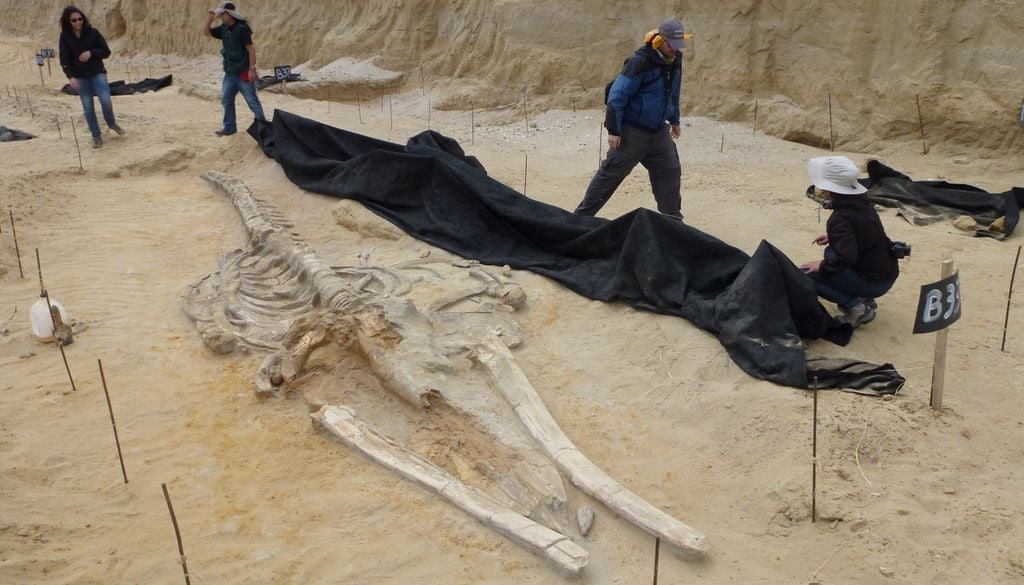 Esqueleto fosilizado de ballena encontrado cerca de Caldera. Crédito: Archivo - Smithsonian Institution.
