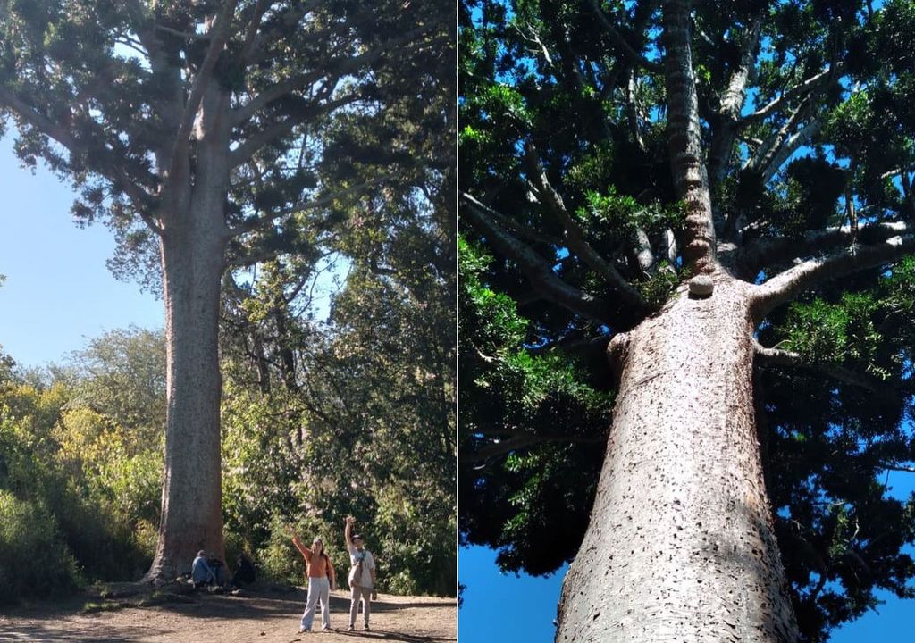 Árbol de cristal en el Parque Pereyra Iraola, provincia de Buenos Aires