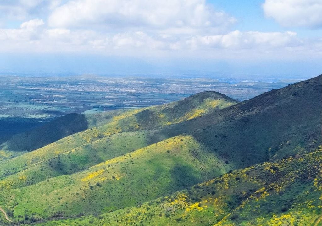 El ecosistema forma parte del hotspot de biodiversidad del Mediterráneo chileno, uno de los 35 puntos del planeta con mayor concentración de especies únicas. Crédito de la imagen: Instagram Quebrada de La Plata.