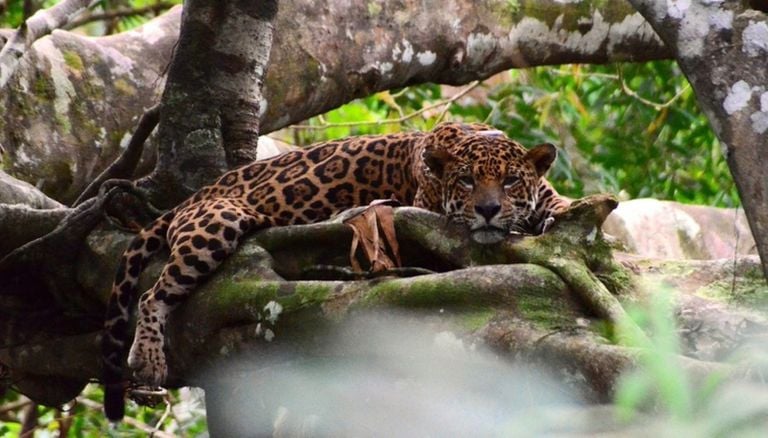La ca&iacute;da del 77 % en el n&uacute;mero de jaguares hembras enciende la alarma para la conservaci&oacute;n en la Amazonia