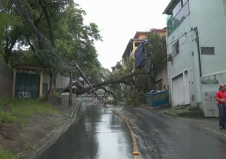 Queda de &aacute;rvore em Belo Horizonte durante chuva intensa derruba postes e causa transtornos em tr&acirc;nsito