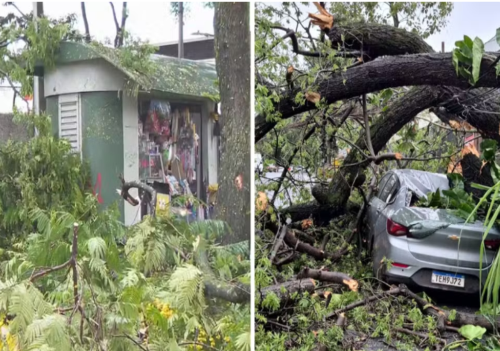 Queda de árvores em banca, no bairro Ouro Preto, e em carro, no São Luiz, em BH — Foto: Reprodução/ TV Globo