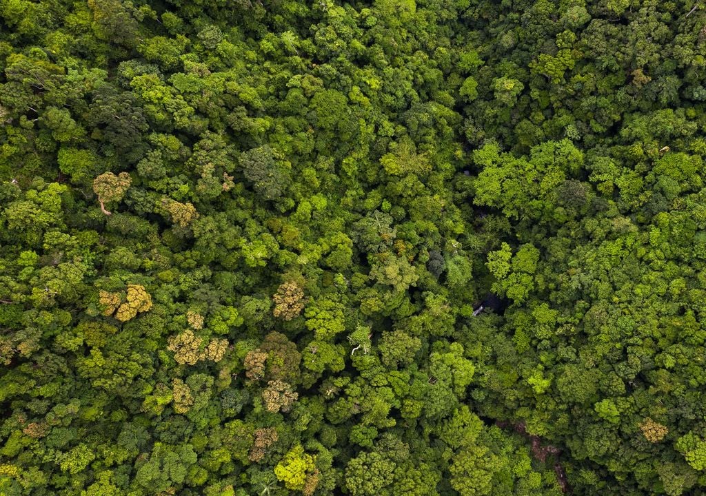 deforestación bosques; acuerdos COP26