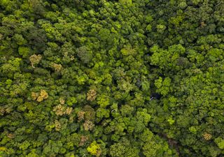 Charles Darwin Y Diversidad Biológica: Fortaleciendo Los Bosques