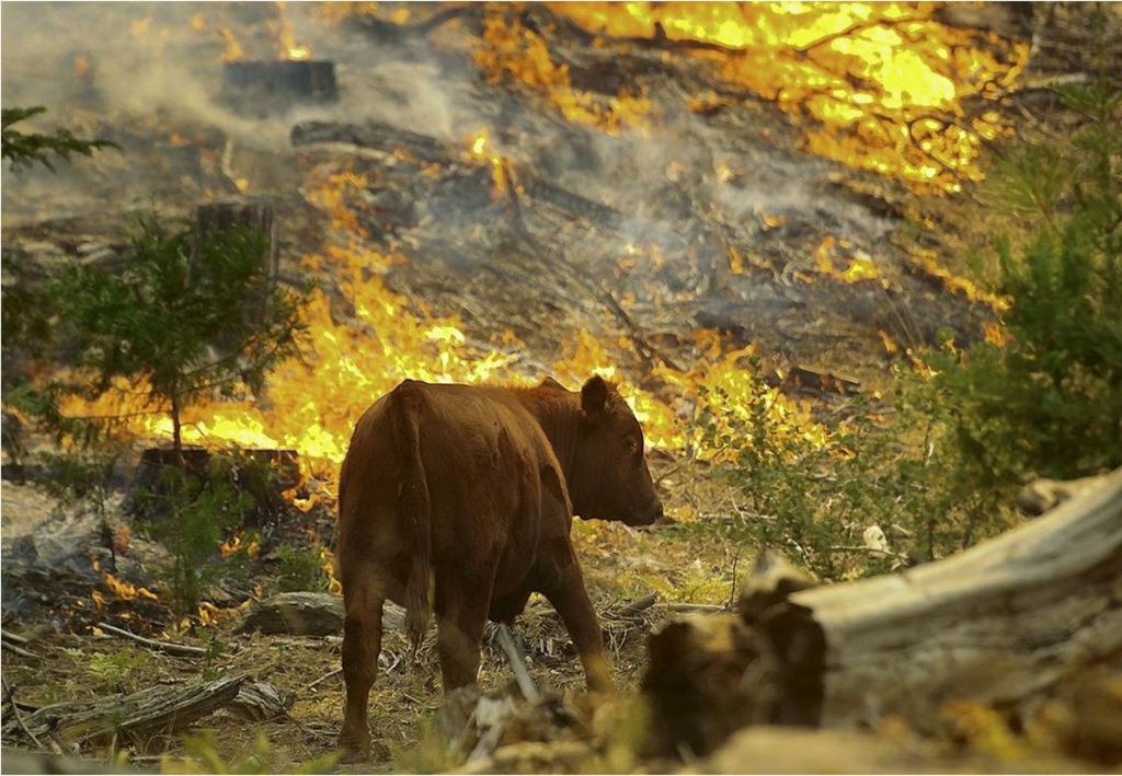 vaca, incêndios