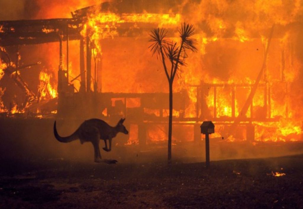 canguru, incêndios