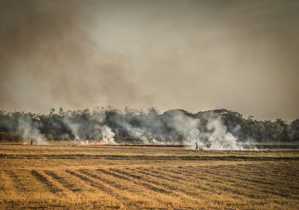 Queimadas que estão atingindo o Pantanal podem causar danos irreversíveis ao bioma