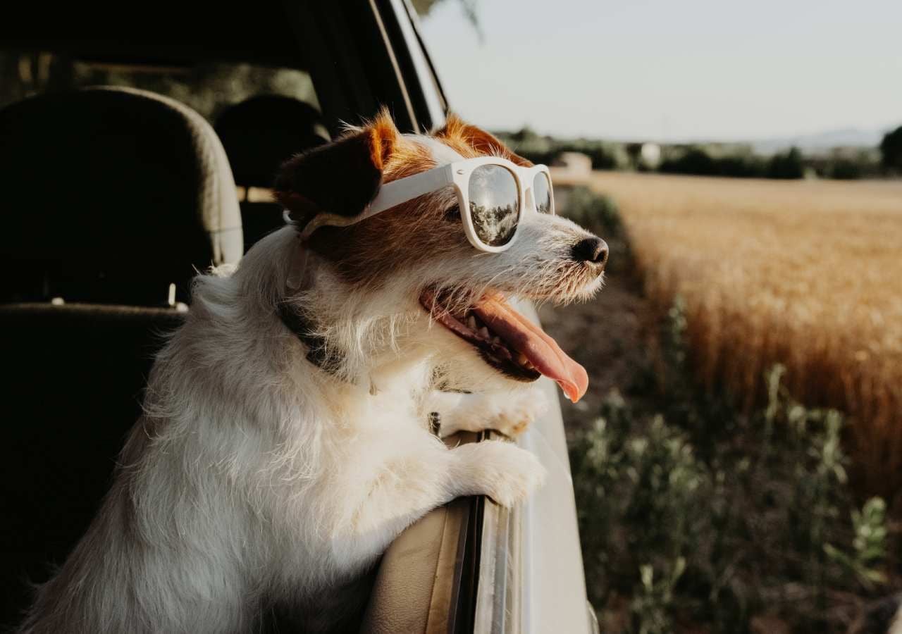 Em climas quentes, é crucial proteger os animais de estimação do calor excessivo, pois eles são vulneráveis a golpes de calor e desidratação.