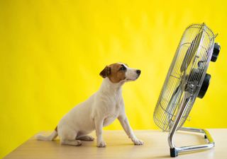 Queimaduras solares em cães e gatos: fatores de risco e medidas preventivas