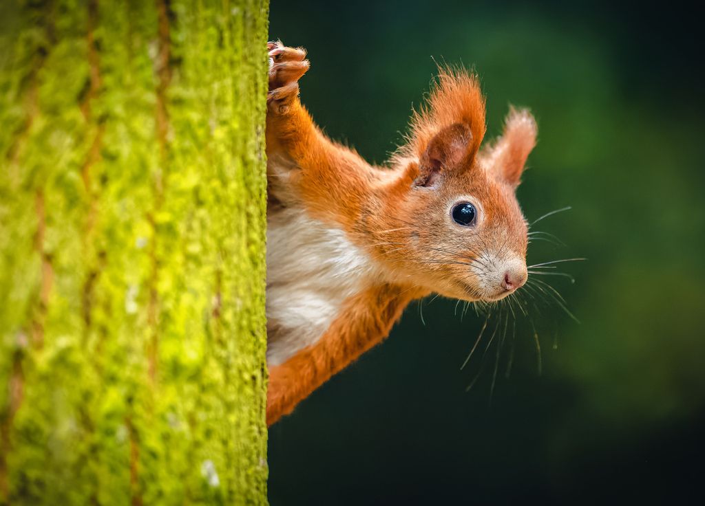 Écureuil Animal Biodiversité Californie Nature