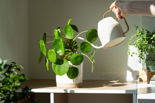 Quels engrais utiliser pour nos plantes d'intérieur ?