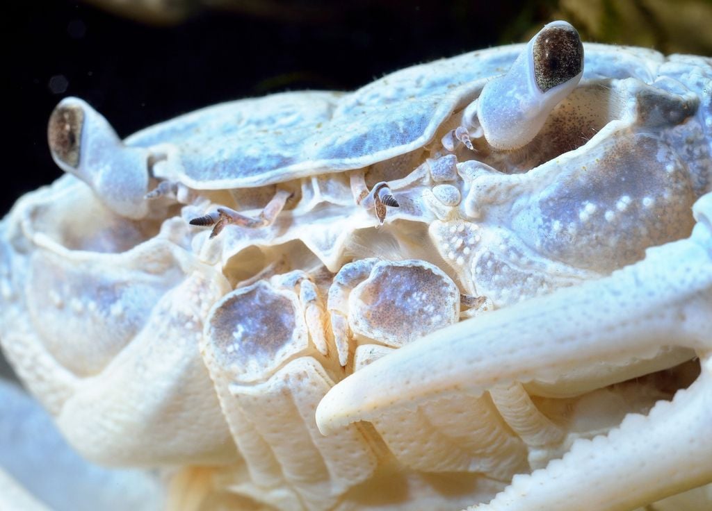 Albinisme Crustacé Crabe Bretagne France Photo d'illustration. Il s'agit ici d'un crabe albinos.