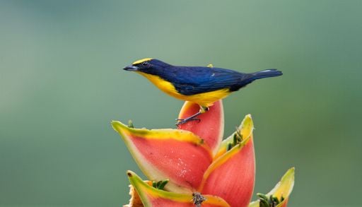 Quel est ce pays d'Am&eacute;rique du Sud en passe de devenir le lieu privil&eacute;gi&eacute; de l'&eacute;cotourisme ?