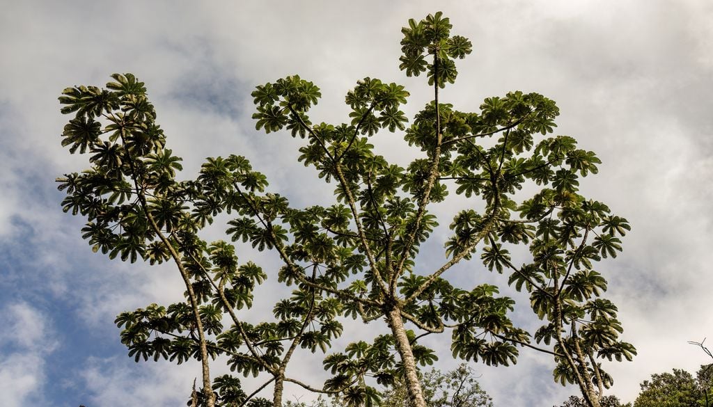 Vue de la canopée d'un Cecropia peltata se découpant sur un ciel nuageux, dans une forêt indigène des montagnes andines orientales du centre de la Colombie.