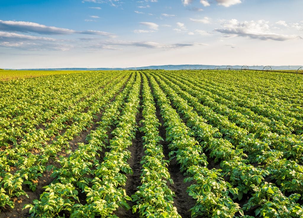 Champ pommes de terre prétexte pesticide