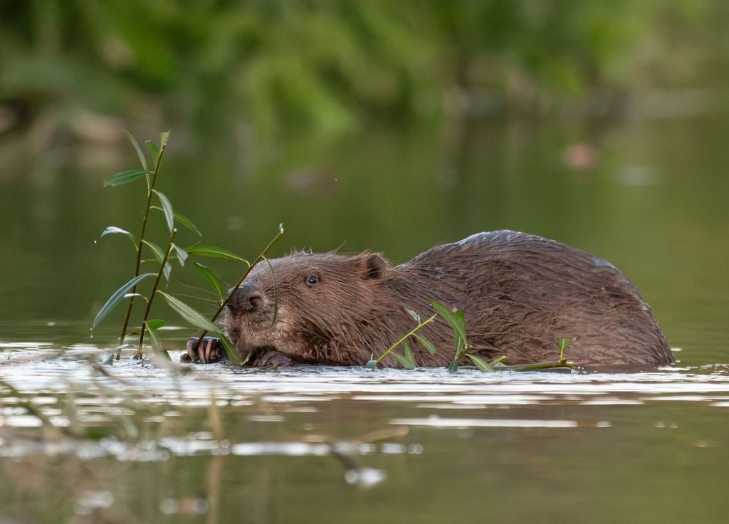 Le castor européen, véritable ingénieur, réussi à limiter les inondations et aide à lutter contre la sécheresse grâce à ses constructions de barrages.