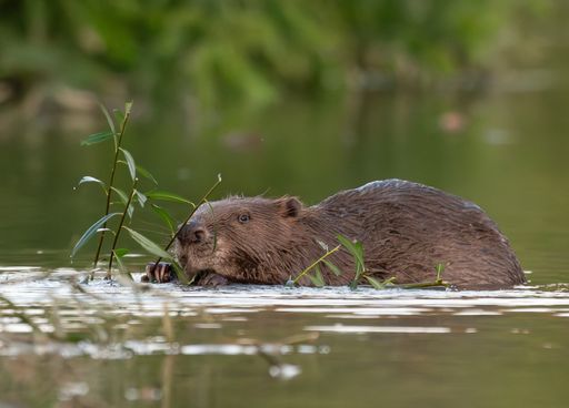 Quel est cet animal capable de stocker dix fois plus de CO₂ dans les zones humides ? Quel est sa place en France ?