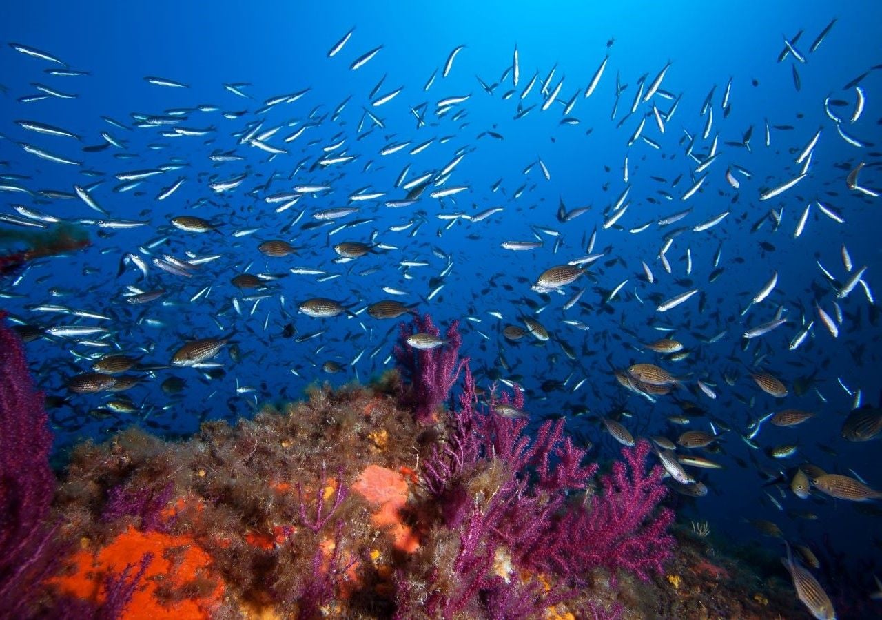 Data la sua notevole distanza dalla terra ferma questo luogo è oggi pressochè incontaminato.