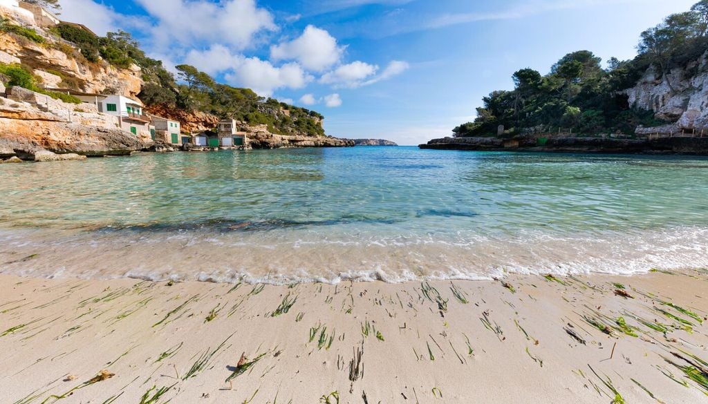 Quelle che trovi sulla spiaggia non sono sempre alghe: scopri le 5 piante marine del Mediterraneo