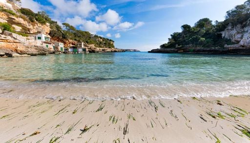 Quelle che trovi sulla spiaggia non sono sempre alghe: scopri le 5 piante marine del Mediterraneo