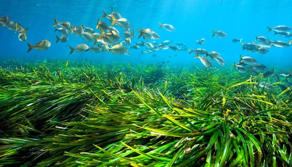 Posidonia oceanica