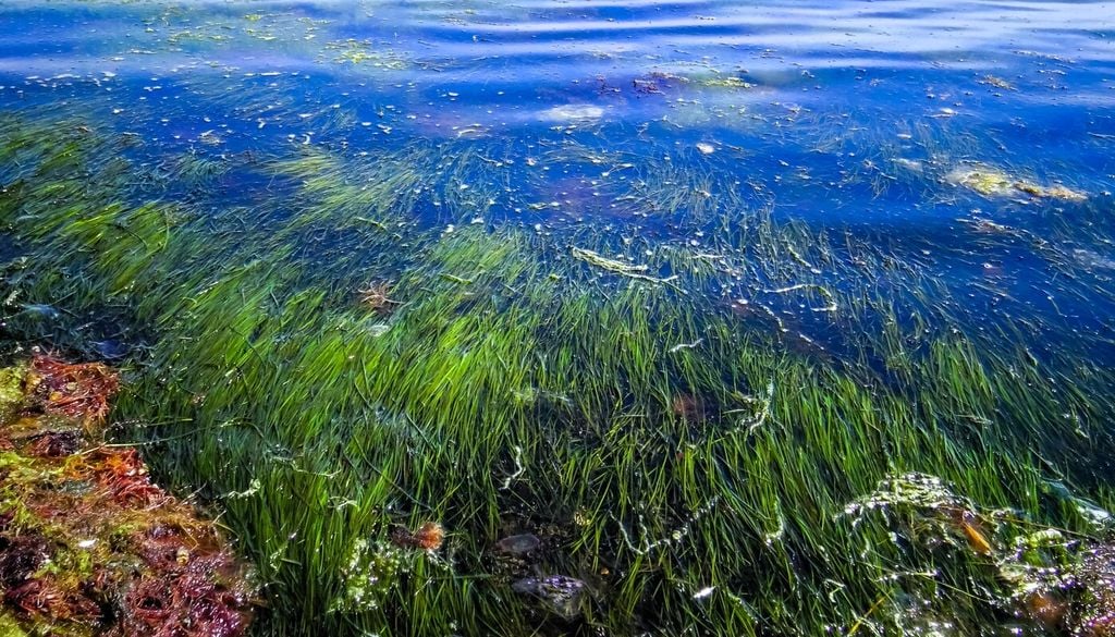 Zostera noltei