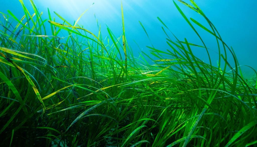 Zostera marina