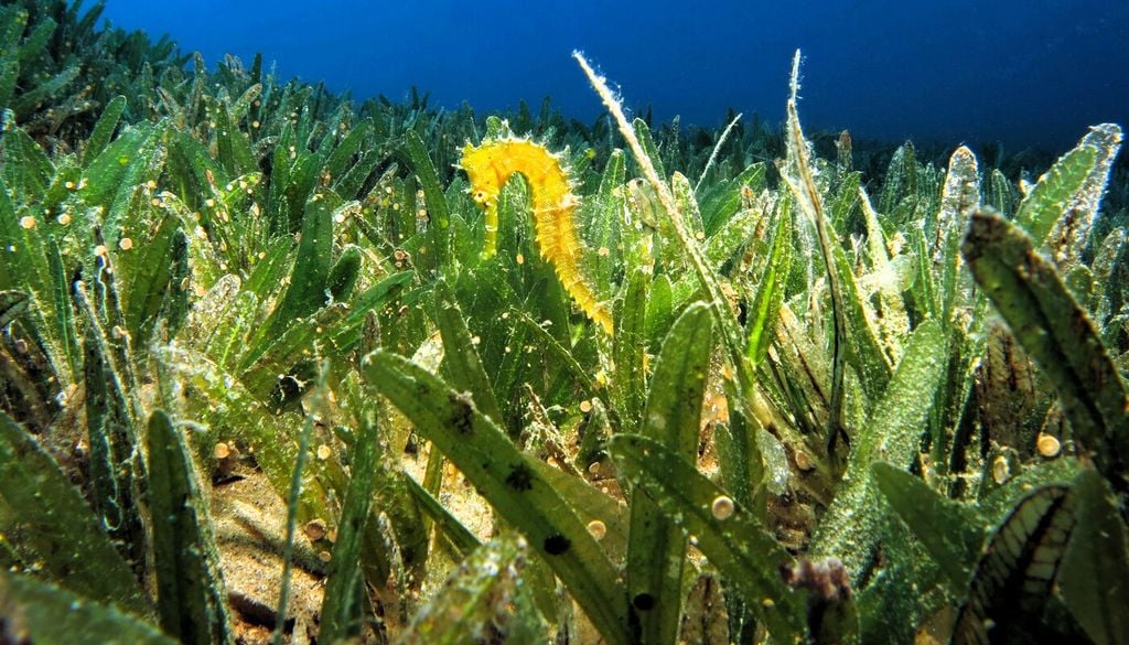 Halophila stipulacea