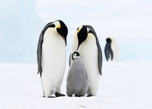 Quelle est cette esp&egrave;ce embl&eacute;matique de l'Antarctique officiellement class&eacute;e "en danger" ?