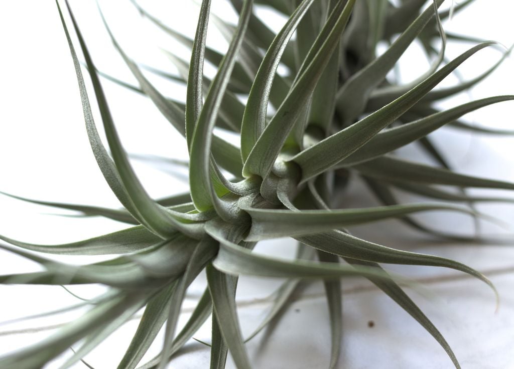 Tillandsia bergeri planta prima de la piña ananá