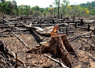 Quelle est l'ampleur de la déforestation en Amazonie sur ces 40 dernières années ? 