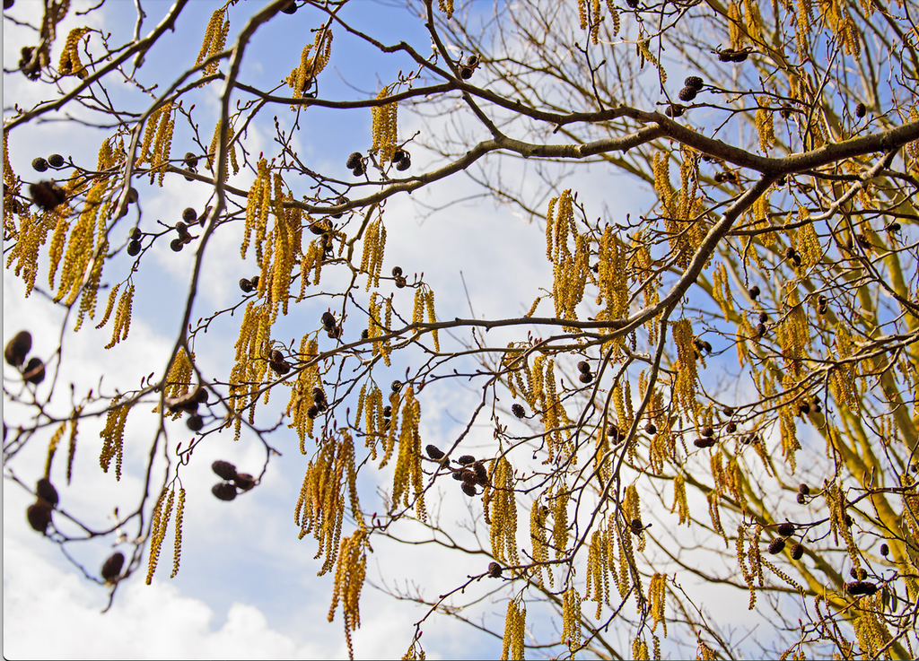 Les pollens de bétulacées sont très présents depuis quelques jours.