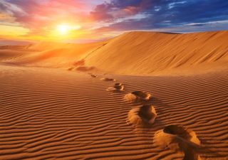 Quelle orme lasciate sulle vaste distese desertiche, alla scoperta dell'animale più misterioso ed elusivo del Sahara