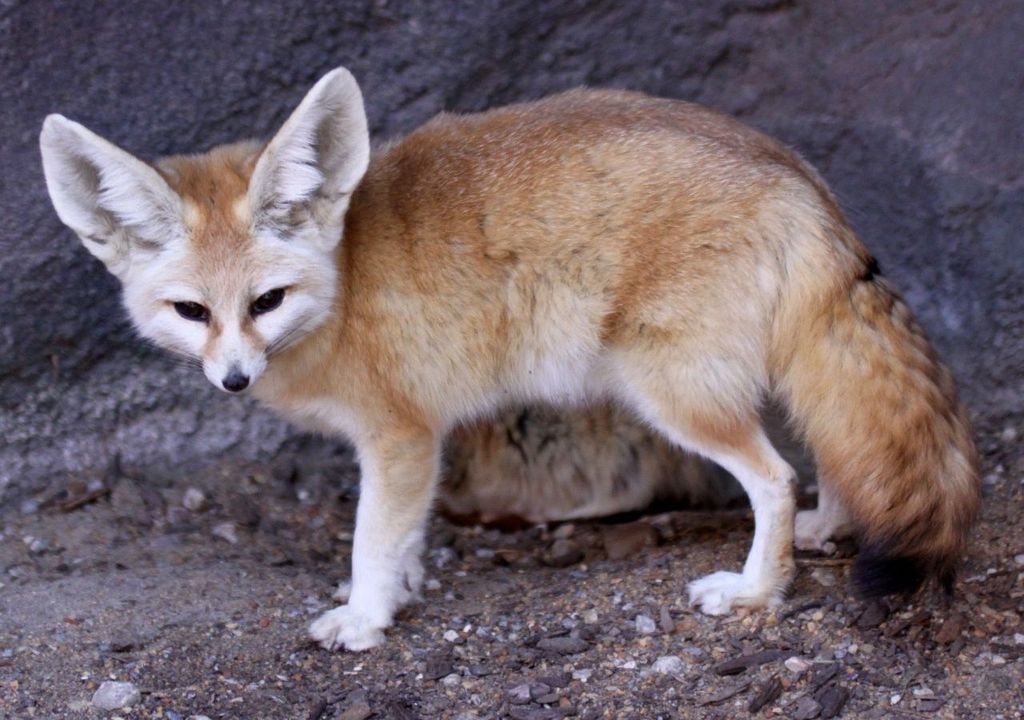 Fennec. Fennec.