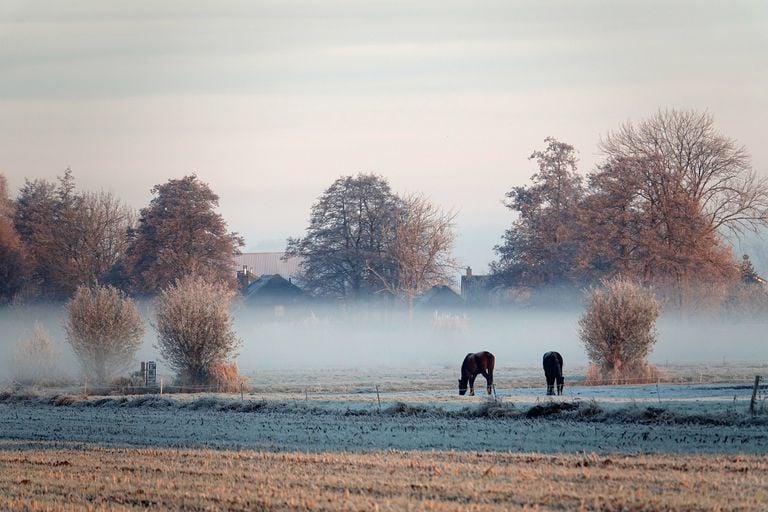 froid matinal froid matinal