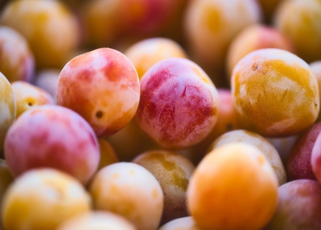 La mirabelle, trésor culinaire de Metz, se décline en tarte, confiture, compote et sirop. La mirabelle, trésor culinaire de Metz, se décline en tarte, confiture, compote et sirop.