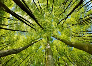 Quelles espèces d'arbres ne devraient pas résister au réchauffement climatique en France et en Europe ? 