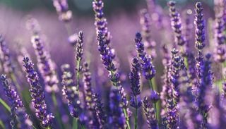 France : quelles fleurs supportent la chaleur tout en embellissant le jardin ?