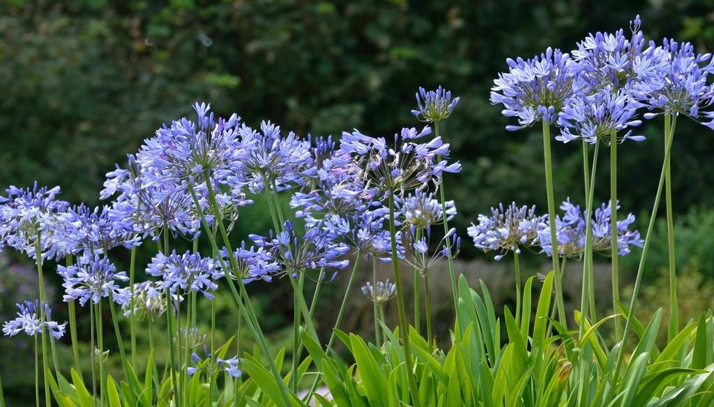 Fleurs Plantes sauge Nature La sauge n'est pas qu'une plante aromatique, certaines sont ornementales.