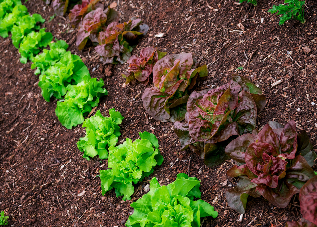 Des salades oui, mais avec des radis ! Des salades oui, mais avec des radis !